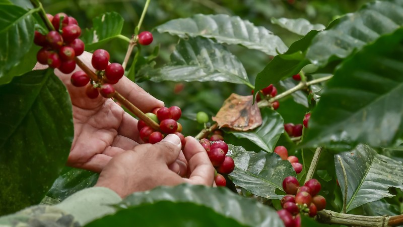 Colombian coffee brands