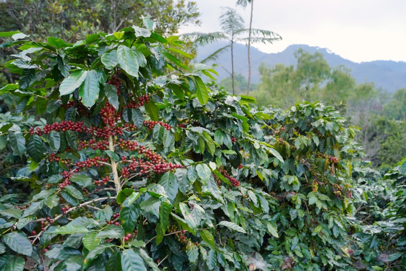 Colombian coffee brands